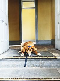 Relaxed dog at the doorway