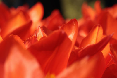 Close-up of red flowers