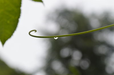 Close-up of water drops on plant