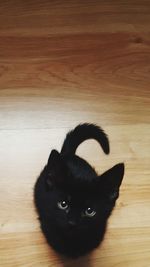 Close-up portrait of black cat on hardwood floor