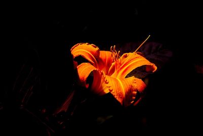 Close-up of orange flower against black background