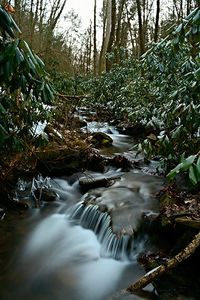 Stream flowing through forest