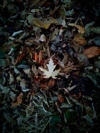 High angle view of maple leaves fallen on field