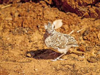 Close-up of bird