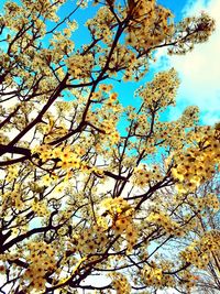 Low angle view of tree against sky