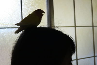 Silhouette bird perching on window at home