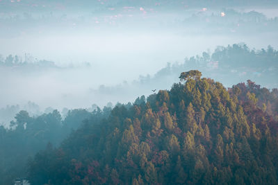 High angle view of trees in forest against sky