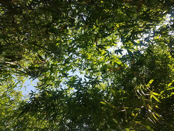 Low angle view of trees against sky