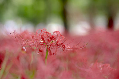 Close-up of water drops on pink flower