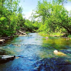 Scenic view of river flowing through forest
