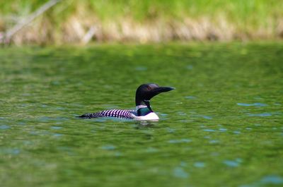 Duck swimming in lake