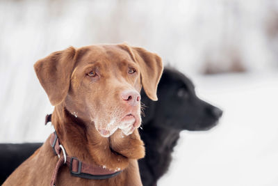 Close-up of a dog looking away