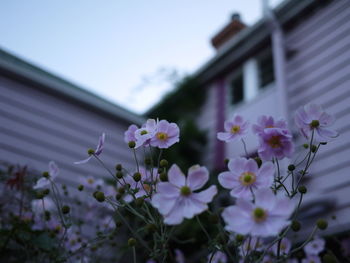 Close-up of pink flowers blooming outdoors