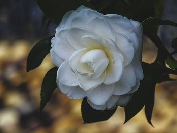 Close-up of white flowers