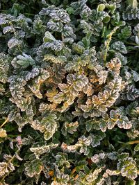 Close-up high angle view of plant