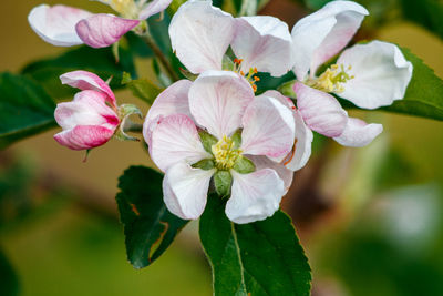 Close-up of pink flowering plant