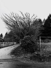 Horse by trees against sky