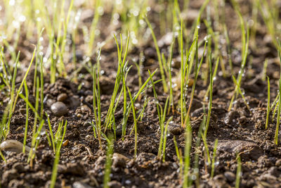 Close-up of plants