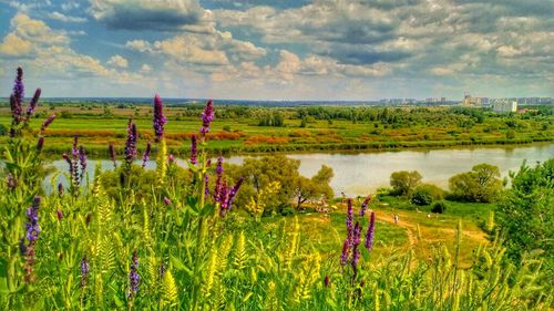 Scenic view of field against sky