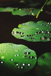 Close-up of water drops on leaf