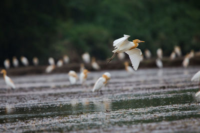 Bird flying over the water