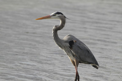 Side view of a bird on beach