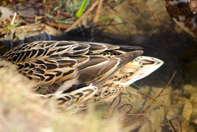 Close-up of butterfly on dry grass