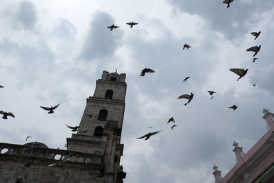 Low angle view of birds flying in building