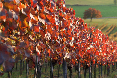 Close-up of red berries growing on field during autumn