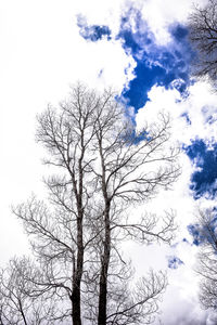 Low angle view of bare tree against sky