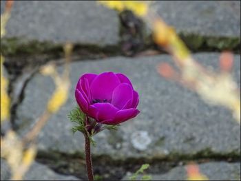 Close-up of pink flowers