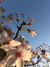 Low angle view of blooming tree against sky