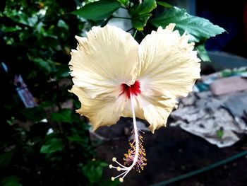 Close-up of white hibiscus flower