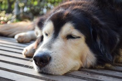 Close-up of a dog resting
