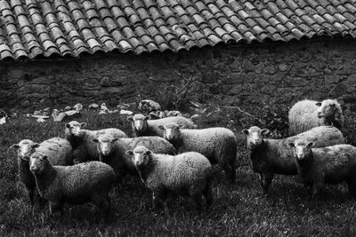 Flock of sheep on field