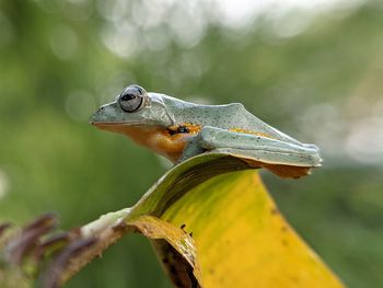 Close-up of a lizard