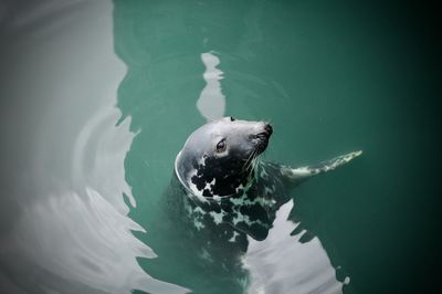 High angle view of turtle in sea