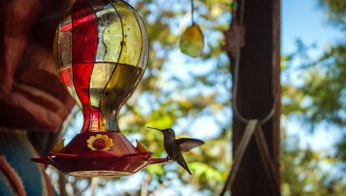 Hummingbird on feeder