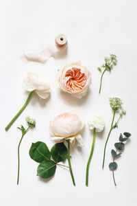 High angle view of roses against white background