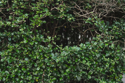 Full frame shot of ivy growing on tree