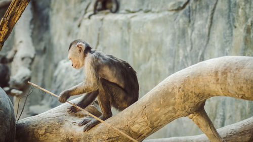 Monkey sitting on tree in zoo