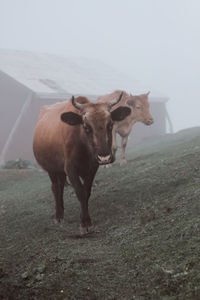 Portrait of cow standing on field