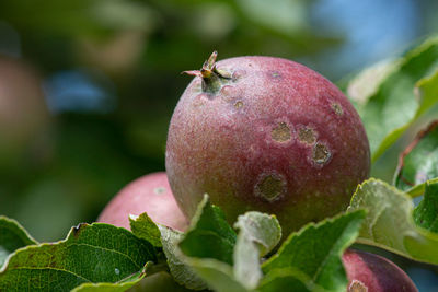 Close-up of apple on plant