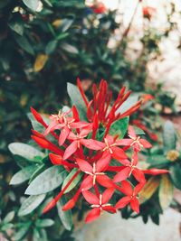 Close-up of red flower