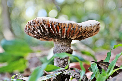 Close-up of mushroom growing outdoors