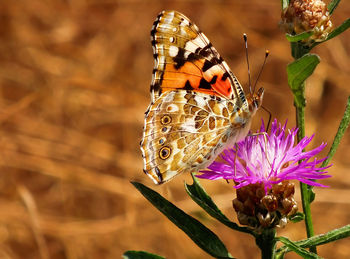 Close-up of butterfly pollinating on flower