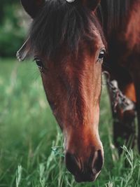 Close-up of a horse on field