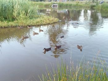 Ducks swimming in lake