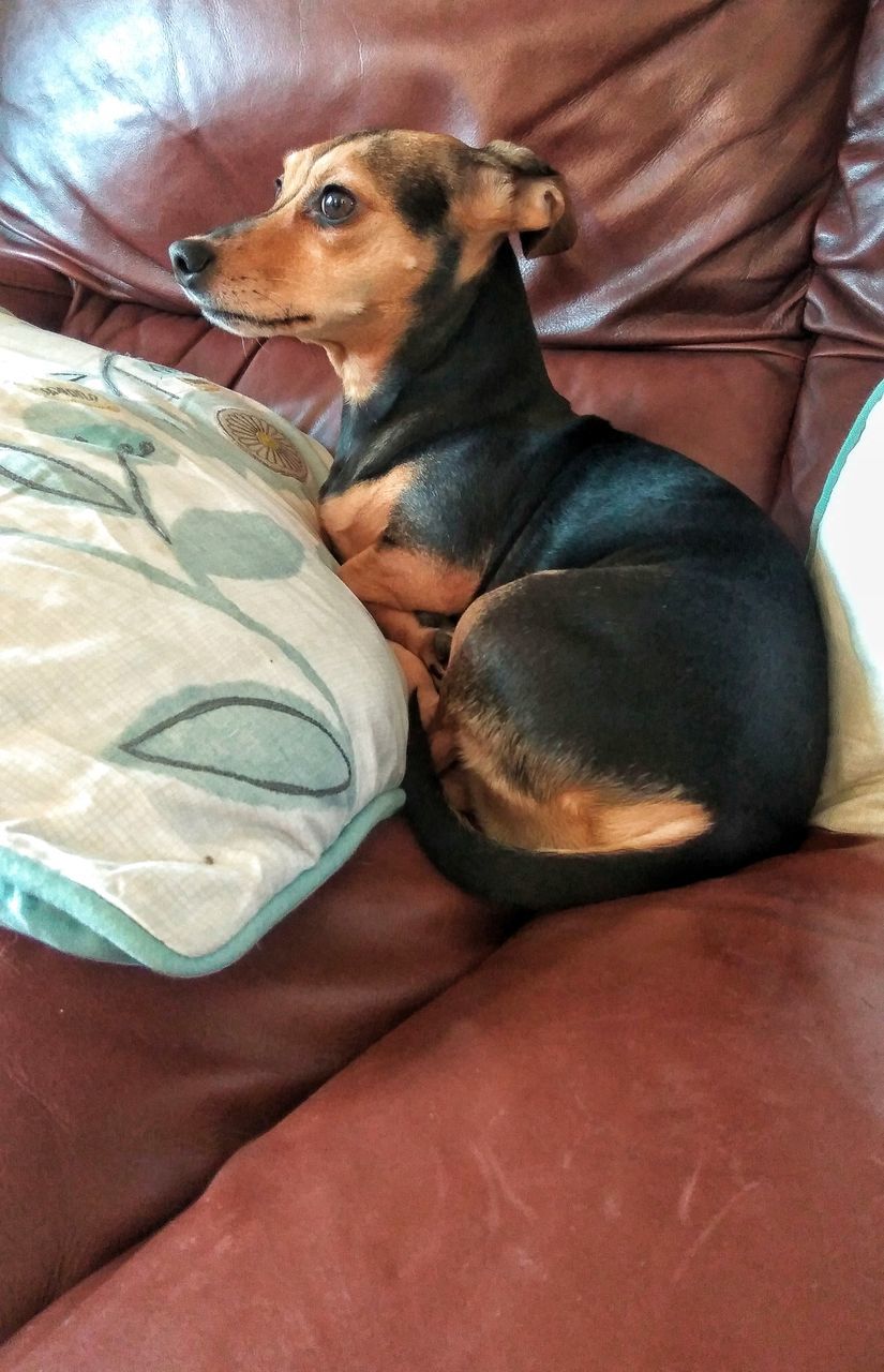 CLOSE-UP OF DOG RELAXING ON SOFA AT HOME