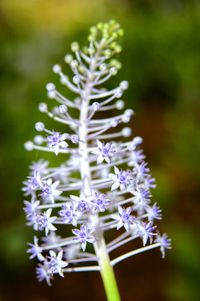 Close-up of purple flowers blooming outdoors